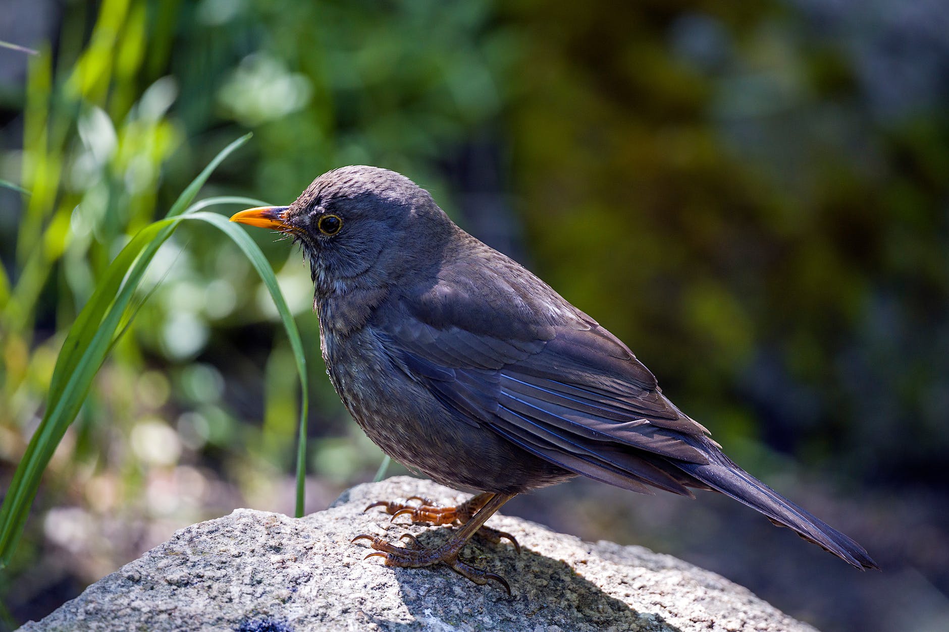 Anleitung für dein Vogelhäusschen aus einem Milchkarton